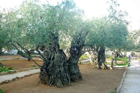 Izrael olive-trees-108855_1920 oljčni vrt Getsemani, Jeruzalem