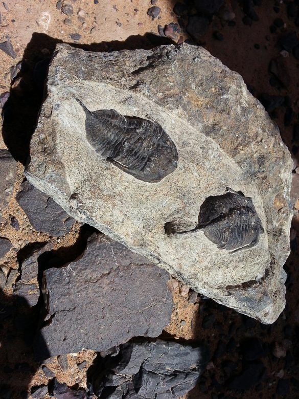 fosili v kamnu