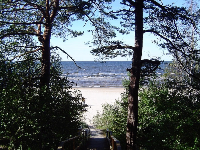 pogled proti beli mivkasti plaži, v ozadju baltsko morje, spredaj pa borovci