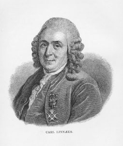 Carl Linnaeus ob koncu 18. stoletja