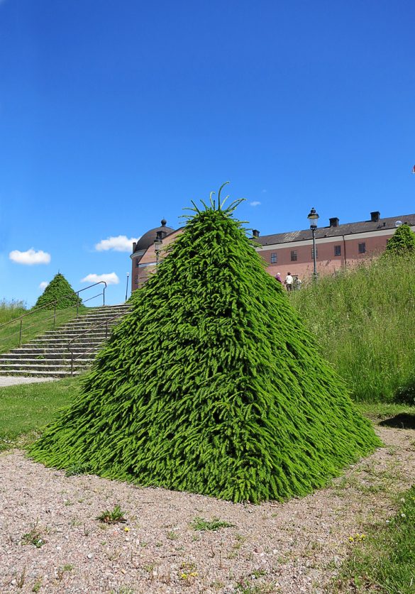 Uppsala_2015_5 botanični vrt, Uppsala