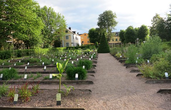 Uppsala_2015_1 Gredice z enoletnicami, Linnaeusov vrt