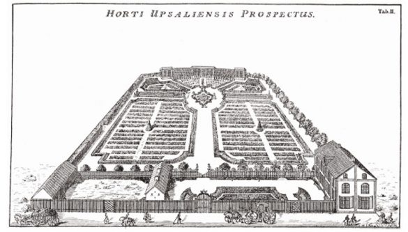 Uppsala_Linnaeusov vrt Linnaeusov vrt