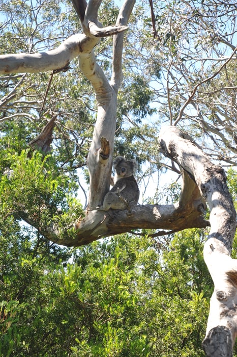 koala na drevesu