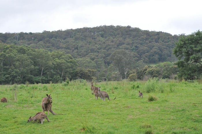 kenguruji v Kangaroo Valley
