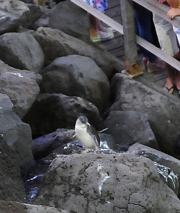 pingvin melbourne