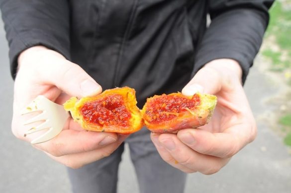 moški drži prepolovljen kaktusov sadež