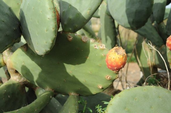 rdeč sadež na zelenem kaktusu