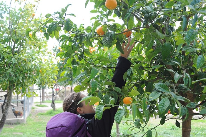 ženska se steguje po pomaranče na drevesu