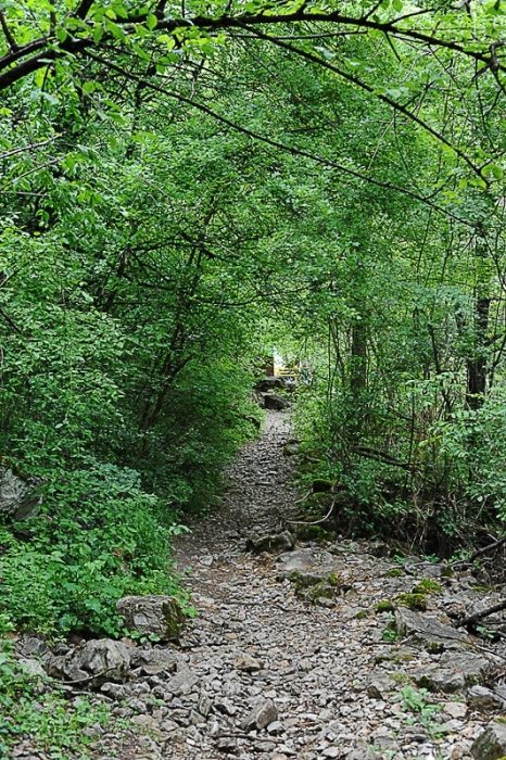 gozdna pot, okoli in okoli obkrožena z zelenjem