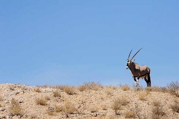 oryx, safari park Kgalagadi