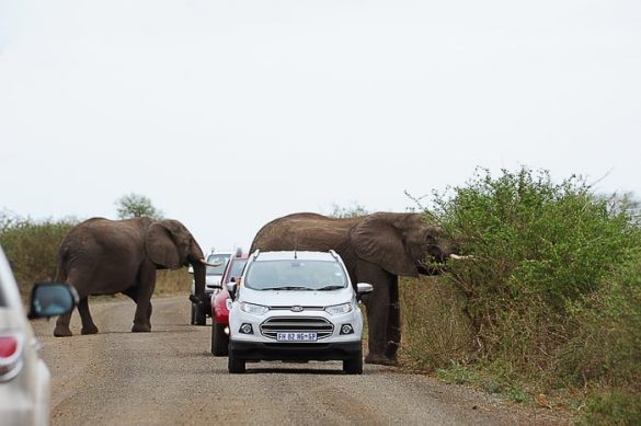 Kruger, slon na cesti