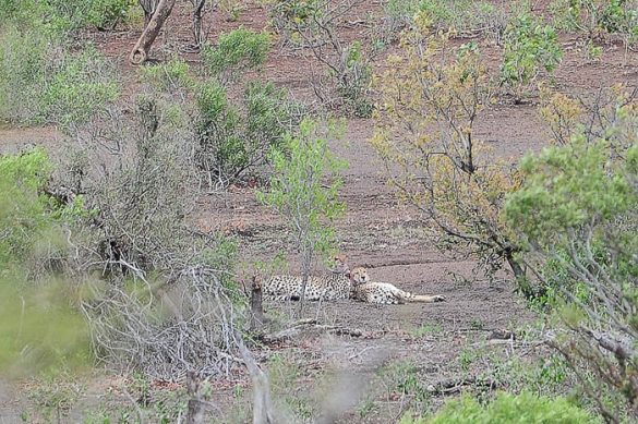 gepard, park Kruger