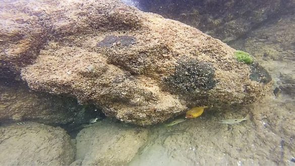 ribe ob koralnem grebenu Yitti Beach