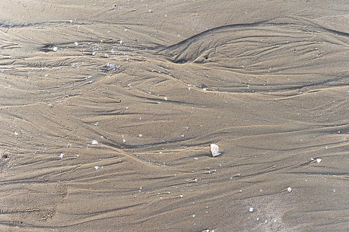 školjke na mivkasti plaži