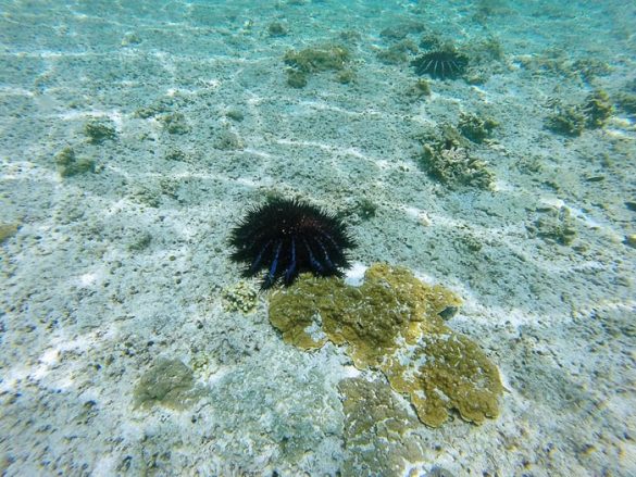 morski ježek na morskem dnu, otočje Daymaniat