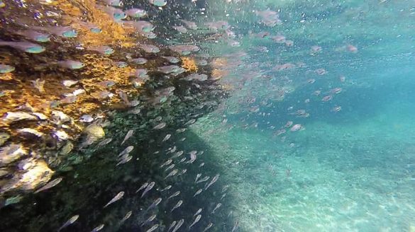 Jata mavričnih rib ob koralnem grebenu