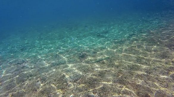 podvodna fotografija jegulje