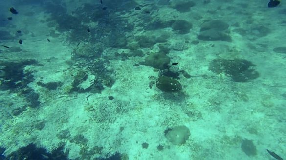 morska želva pod vodo