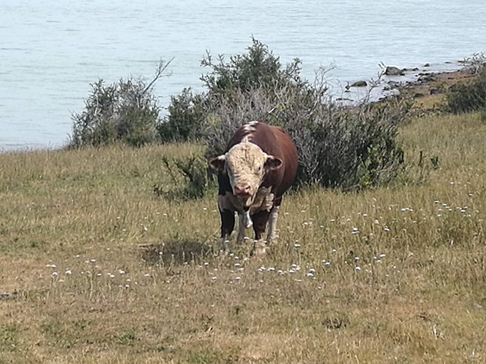 bik v kraju El Chalten, Argentina