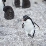 Southern Rockhopper pingvin