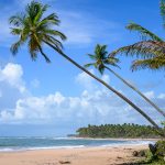 tropska plaža s kokosovimi palmami v BRaziliji