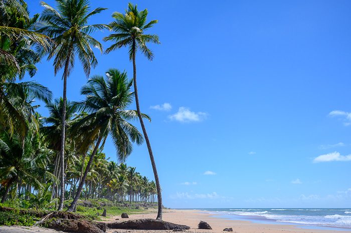 peščena plaža s palmami
