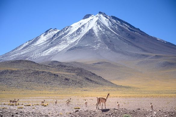 vulkan in vikunje v puščavi Atacama