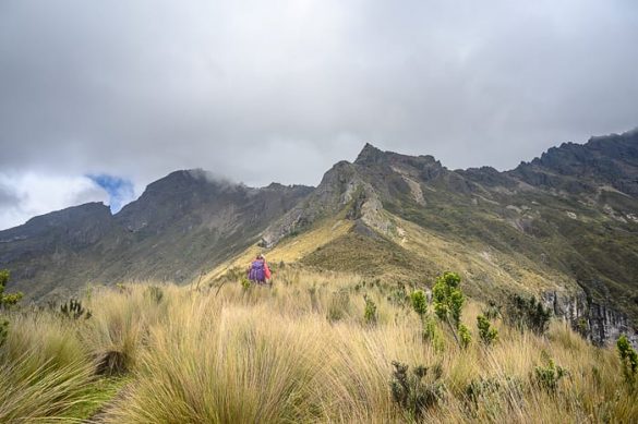 ženska hodi skozi visoko travo v nacionalnem parku cotopaxi