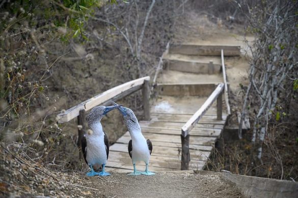 Ekvador Isla de la plata 005