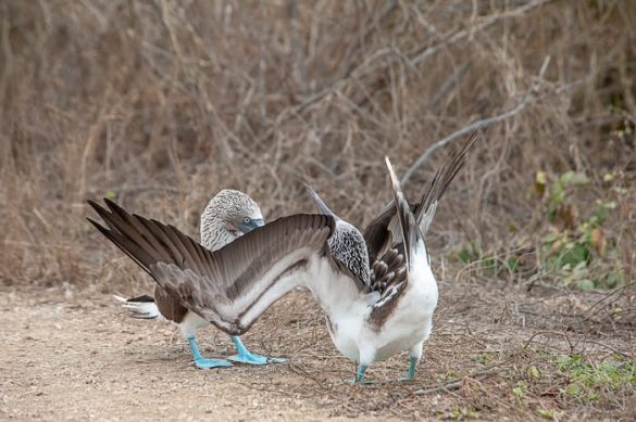 Ekvador Isla de la plata 014 samec blue footedbooby ob parjenju