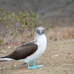 bluefooted booby na isla de la plata