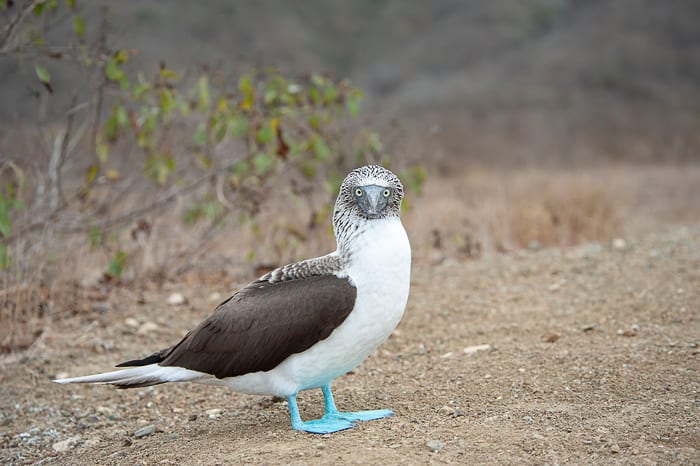 bluefooted booby na isla de la plata