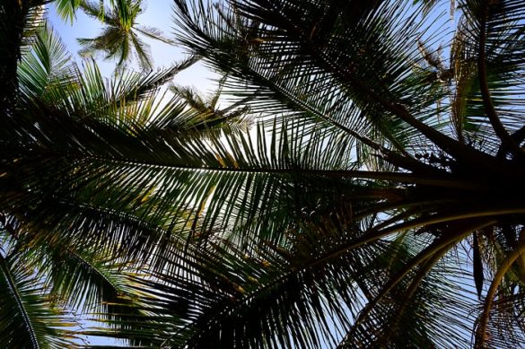 listi kokosovih palm