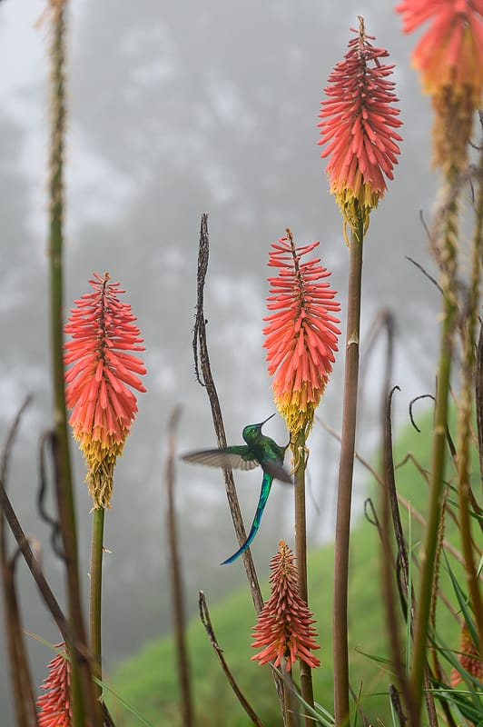 kolibri na roži v valle de cocora