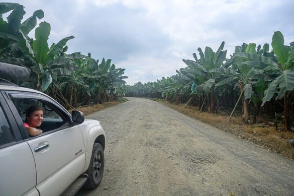nasad banan v Ekvadorju