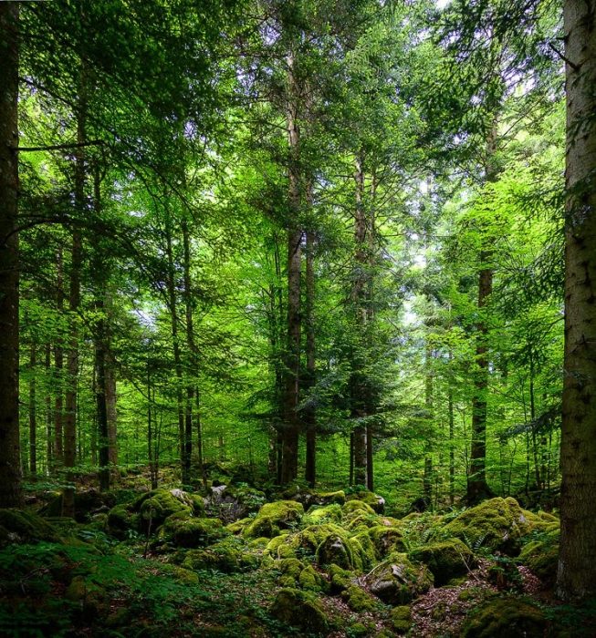 kočevski rog: temen in preraščen gozd