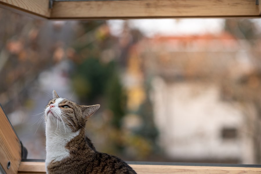 mačka na okenski polici
