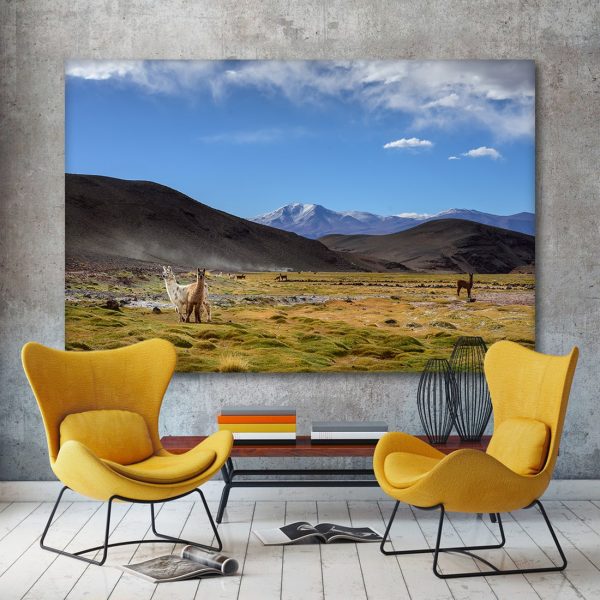 stenska slika: alpaka in lama