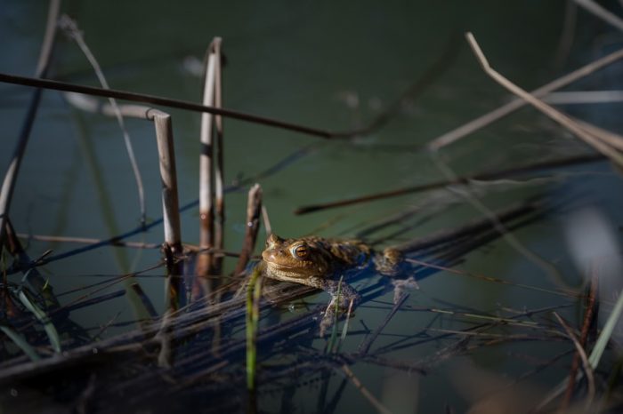 žaba na travni bilki v jezeru