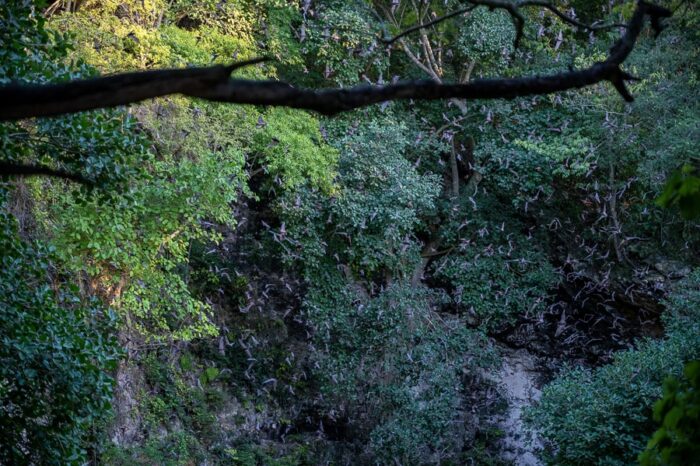 roj netopirjev, jama z netopirji, Cueva de Murcielago, Mehika