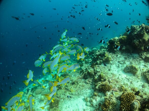 Pisane ribe podvodnega sveta Maldivov