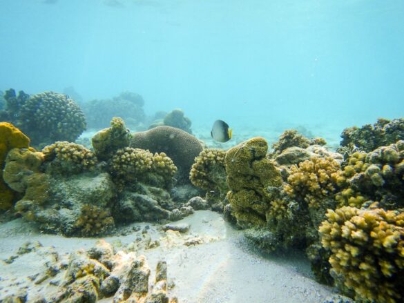 koralni greben, Maldivi