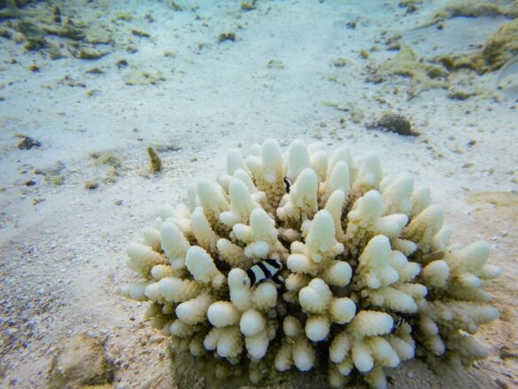 koralni greben, korala, Maldivi