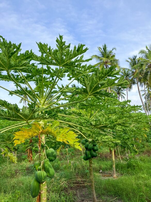 Nasadi papaje na otoku Thoddoo