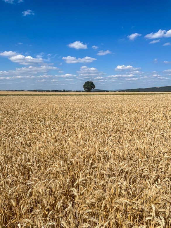 Pšenična polja v Nemčiji