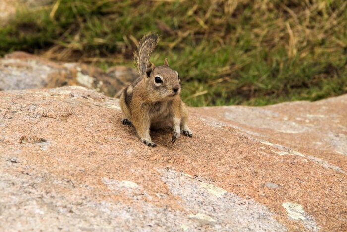 veveriček na skali v Rocky Mountain park