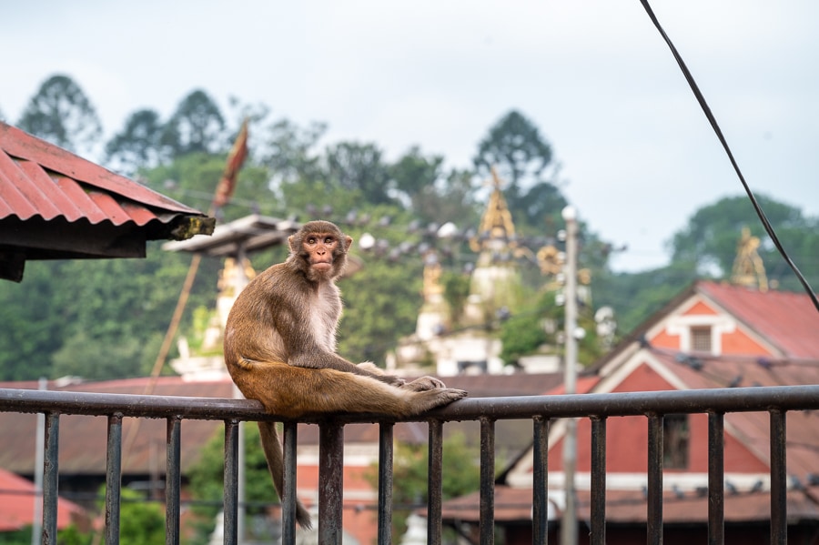 Opica sedi na ograji pred templjem v Katmanduju