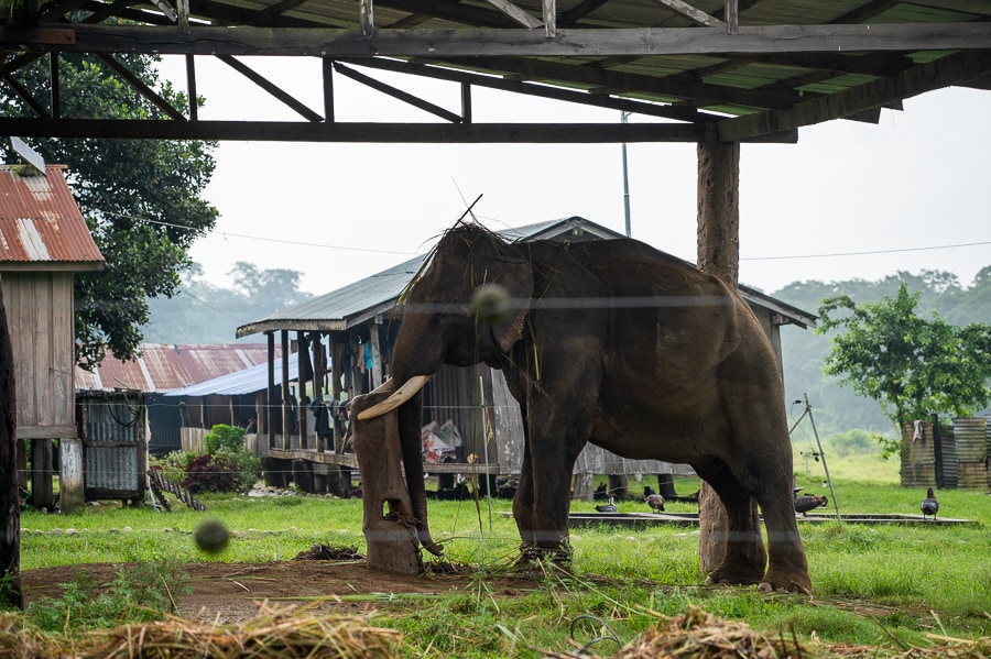 slon, ki je z debelo verigo priklenjen na steber.