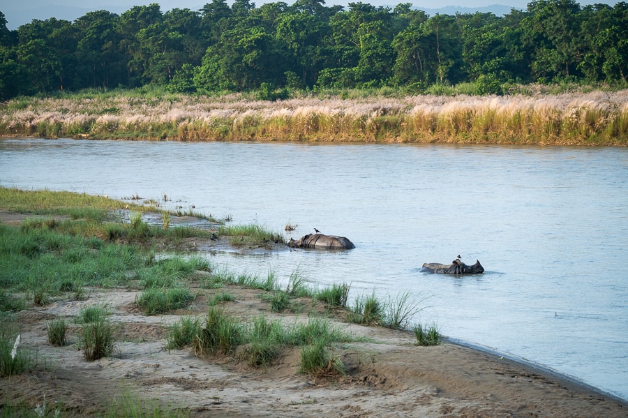 dva nosoroga se kopata v reki Rapti